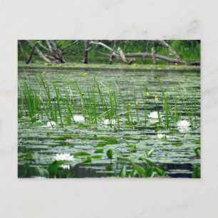 postal Water Lillies