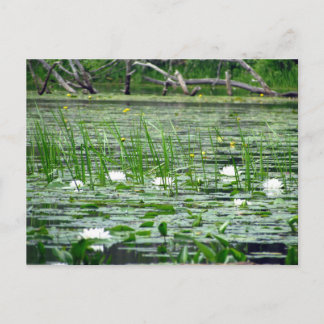 postal Water Lillies