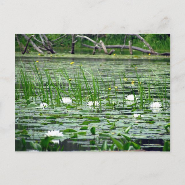 postal Water Lillies (Anverso)