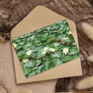 Postal Water Lillies