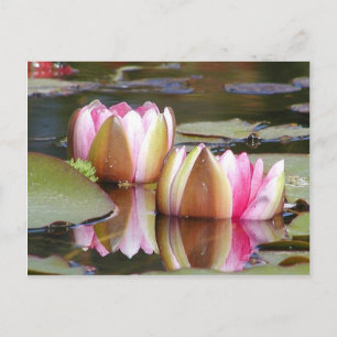 Postal Water Lillies