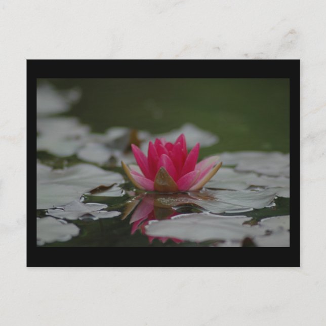 Postal Water Lilly (Anverso)