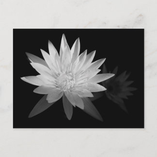 Postal Water Lilly