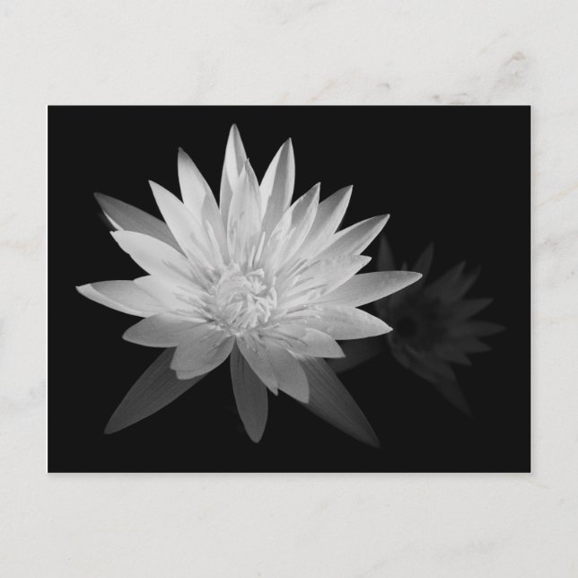 Postal Water Lilly (Anverso)