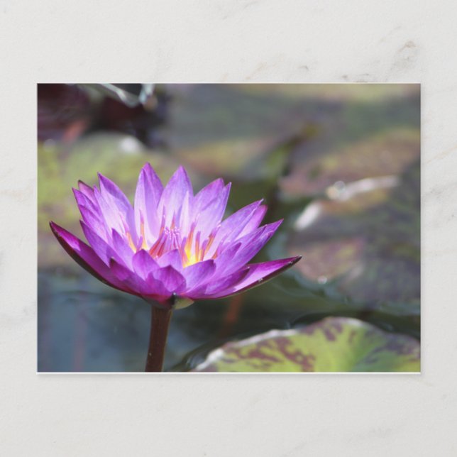Postal Water Lilly (Anverso)