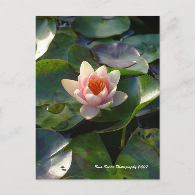 Postal Water Lilly Postcard (Anverso)