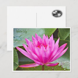 Postal Water Lily