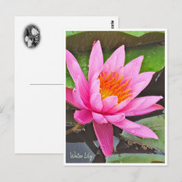 Postal Water Lily ポストカード