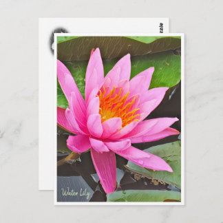 Postal Water Lily ポストカード