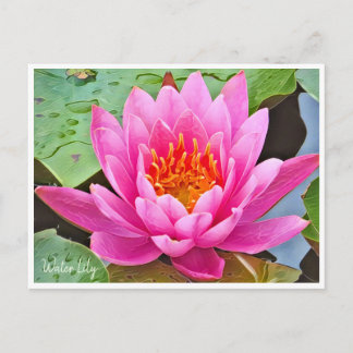 Postal Water Lily ポストカード