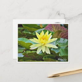 Postal Water Lily ポストカード