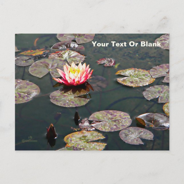 Postal Water Lily Blossom (Anverso)