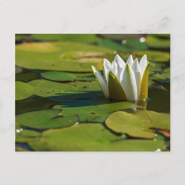 Postal Water Lily Blossom (Anverso)