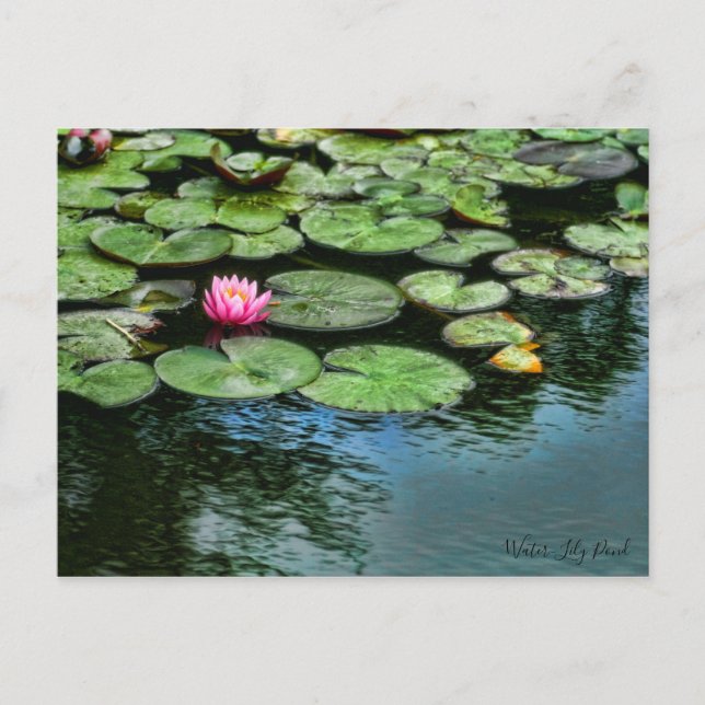 Postal Water-Lily Pond :Postcard (Anverso)