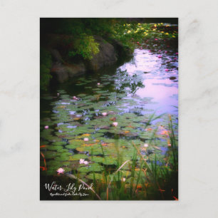 Postal Water-Lily Pond :Postcard