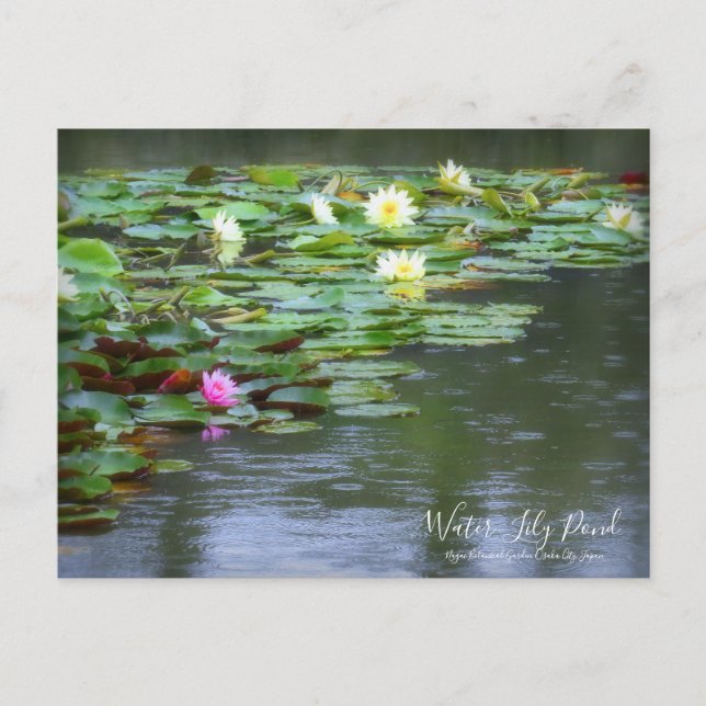 Postal Water-Lily Pond :Postcard (Anverso)