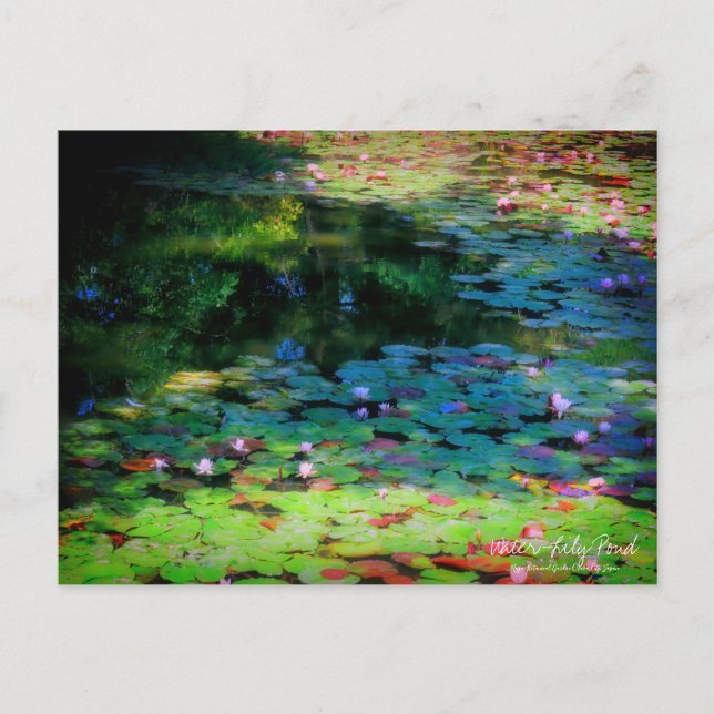 Postal Water-Lily Pond ：Postcard (Anverso)