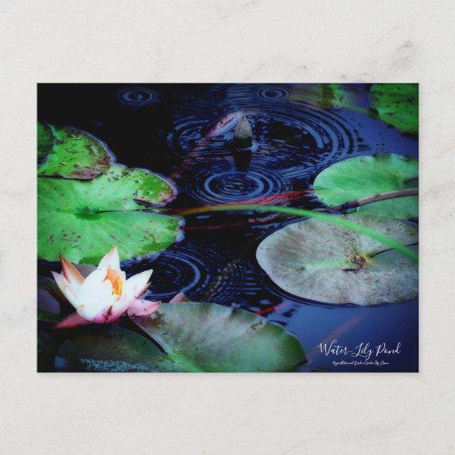 Postal Water-Lily Pond :Postcard (Anverso)
