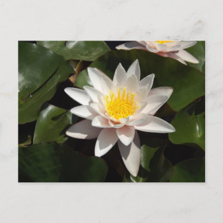 Postal Water Lily Postcard