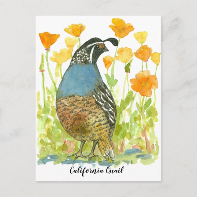 Postal Watercolor California Poppies Quail Bird (Anverso)