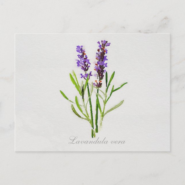 Postal Watercolor Lavandula Vera (Anverso)
