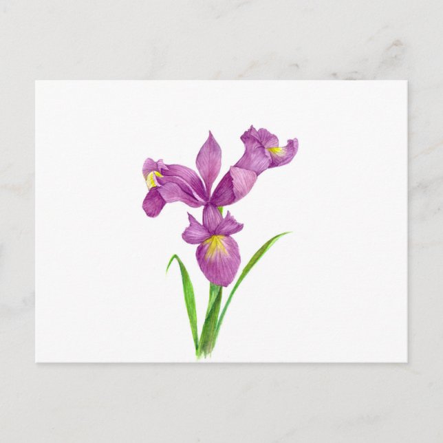 Postal Watercolor Púrpura Iris Arte Botánico Floral (Anverso)
