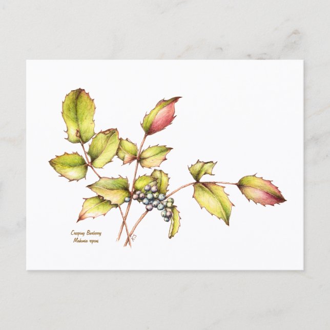 Postal Watercolor wildflower barberry postcard (Anverso)