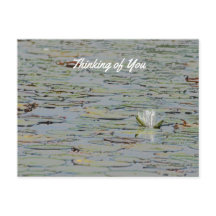 Waterlily Pond Lake Flower I Postcard
