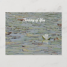 Postal Waterlily Pond Lake Flower I Postcard