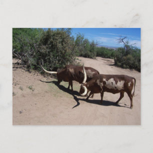 Postal Watusi Ankole Cattle