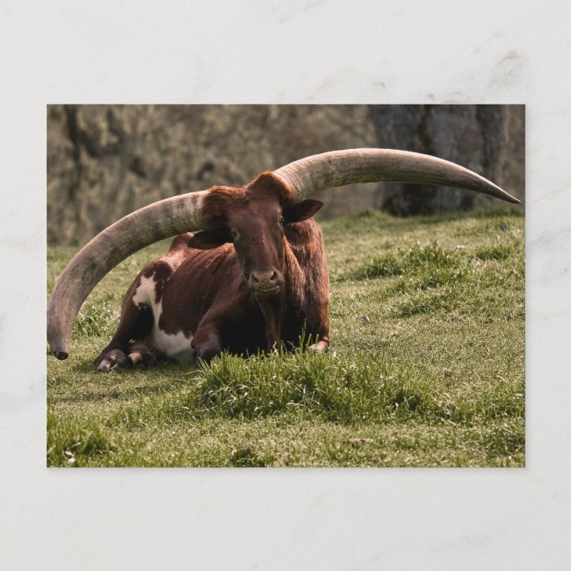 Postal Watusi Cow (Anverso)