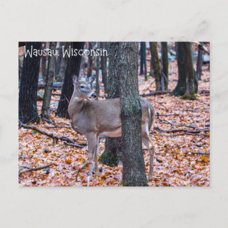 Postal Wausau Wisconsin Deer