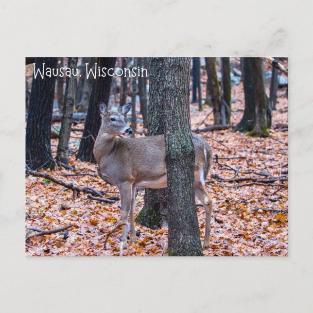 Postal Wausau Wisconsin Deer (Anverso)