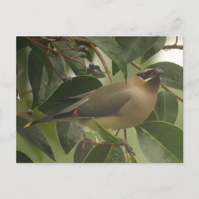 Postal Waxing con Berry (Anverso)