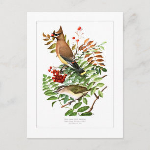 Postal Waxwing y Vireo