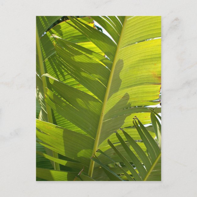 Postal WC Banana Leaves (Anverso)