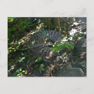 Postal web de Leucauge Orb