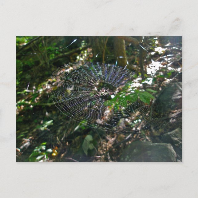 Postal web de Leucauge Orb (Anverso)