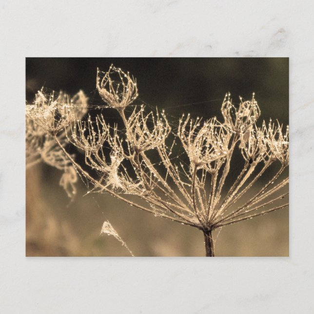 Postal Web y agua en Sepia (Anverso)