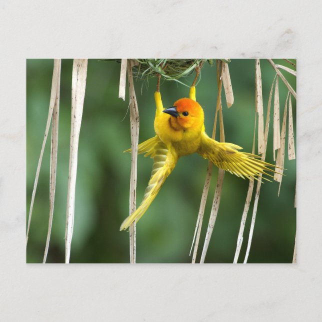 Postal Weber Bird (Anverso)