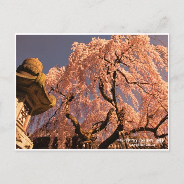 Postal Weeping cherry tree ("Nara Ichiban-Zakura") (Anverso)