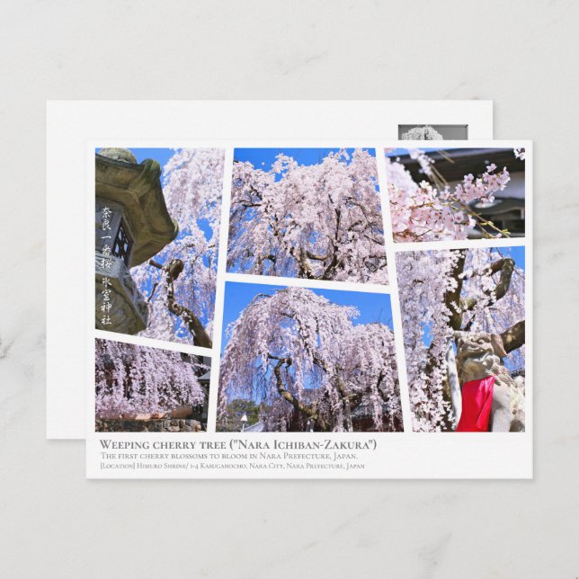 Postal Weeping cherry tree ("Nara Ichiban-Zakura") (Anverso / Reverso)