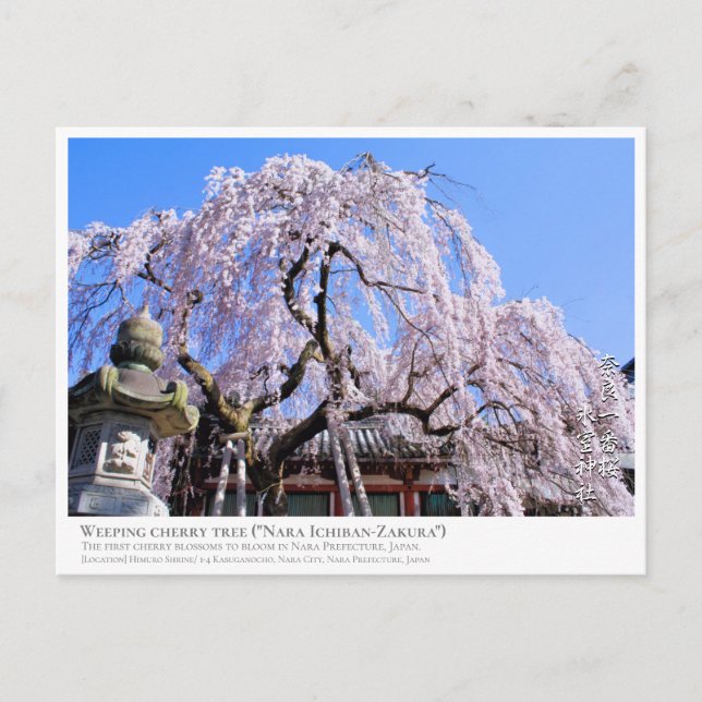 Postal Weeping cherry tree ("Nara Ichiban-Zakura") (Anverso)