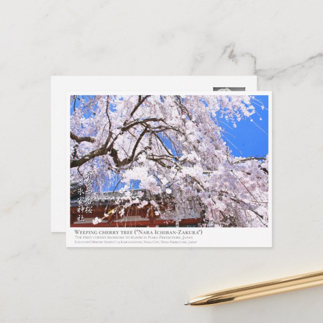 Postal Weeping cherry tree ("Nara Ichiban-Zakura") ポストカード (Anverso/Reverso In Situ)