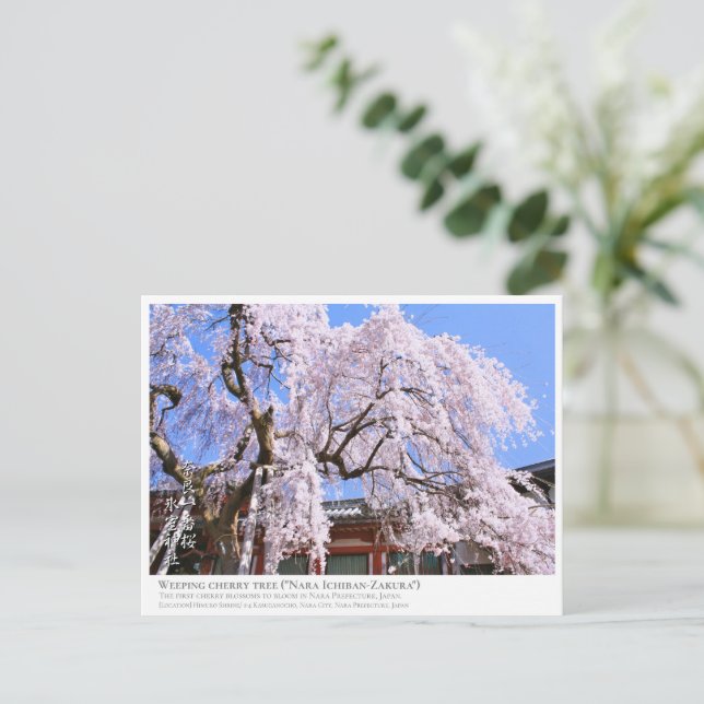 Postal Weeping cherry tree ("Nara Ichiban-Zakura") ポストカード (Anverso de pie)