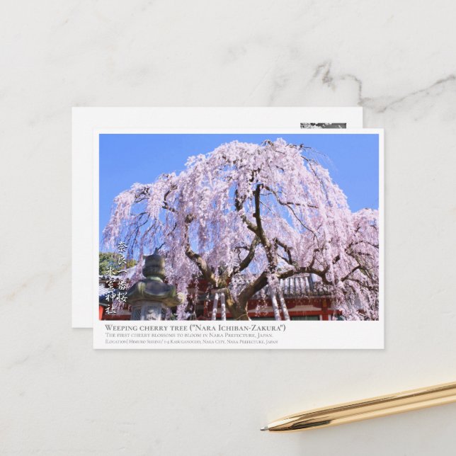 Postal Weeping cherry tree ("Nara Ichiban-Zakura") ポストカード (Anverso/Reverso In Situ)