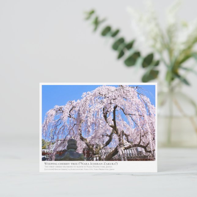 Postal Weeping cherry tree ("Nara Ichiban-Zakura") ポストカード (Anverso de pie)