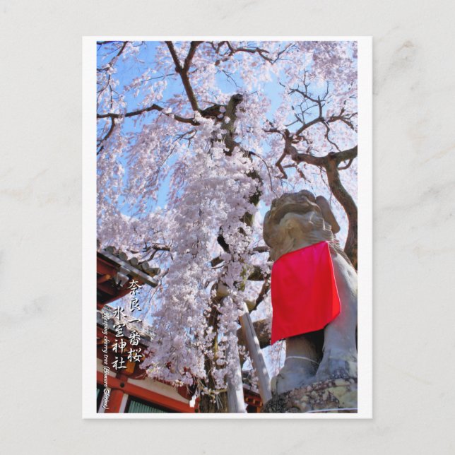 Postal Weeping cherry tree ("Nara Ichiban-Zakura") ポストカード (Anverso)