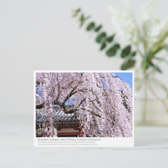 Postal Weeping cherry tree ("Nara Ichiban-Zakura") ポストカード (Anverso de pie)