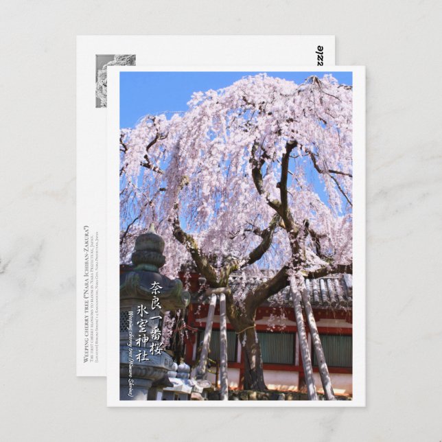 Postal Weeping cherry tree ("Nara Ichiban-Zakura") ポストカード (Anverso / Reverso)